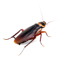 cockroach pest control Houston Texas