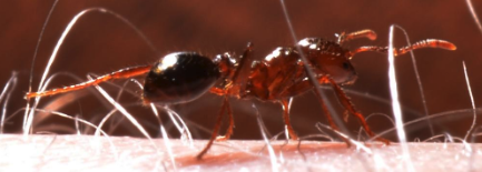 Ant control services