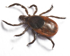 Tick extermination and pest control Cypress Texas