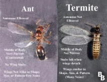 Termite control vs Ant Control Texas Bugs Pest Control