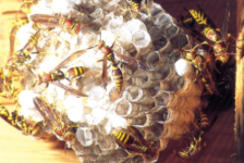 Paper wasp exterminator Texas Bugs Pest Control