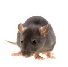 Rodent Control service Texas Bugs Pest Control