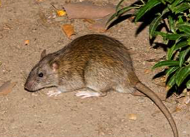 Rodent Control service Texas Bugs Pest Control