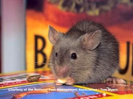 Rodent Control Mice removal service Texas Bugs Pest Control