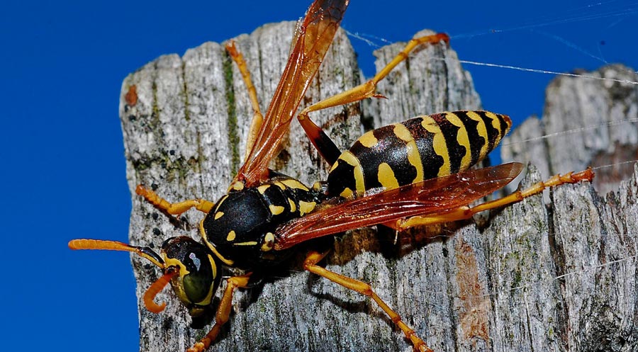 Yellow Jacket exterminator Cypress Texas | Texas  Bugs Pest Control